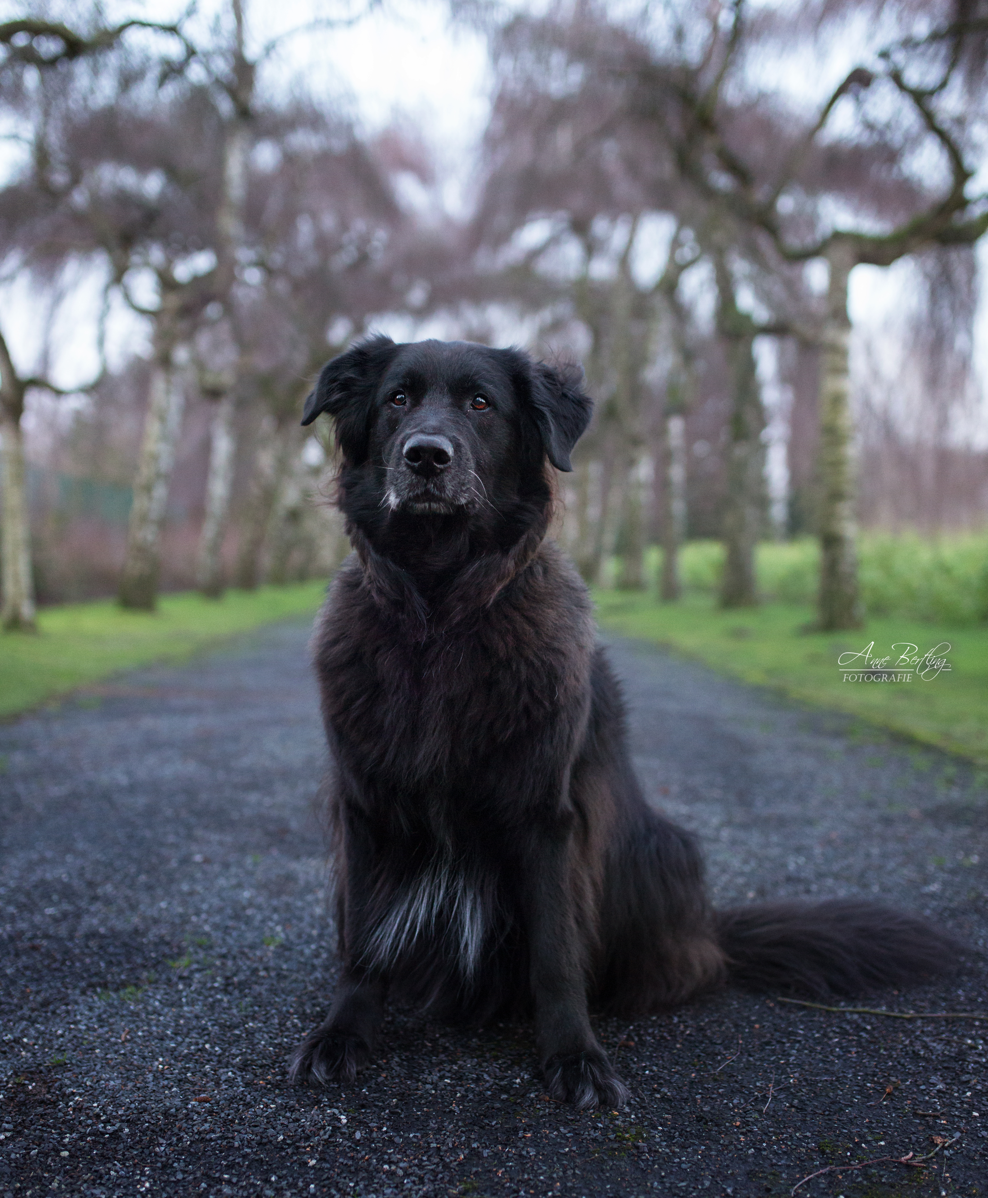 Hund von Deepdogs