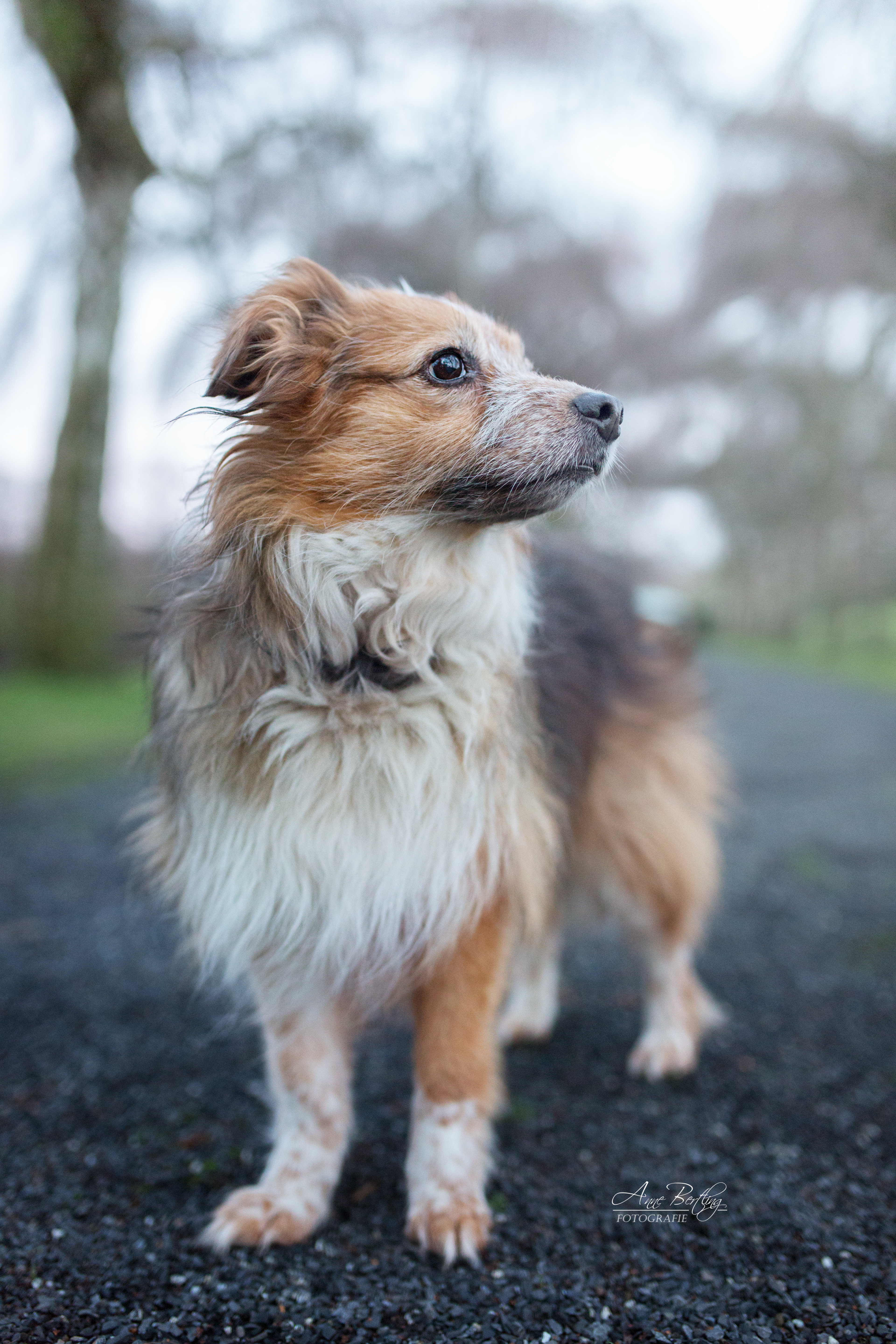 Hund von Deepdogs